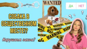 Собака в общественном месте. Нарушение или нет?
