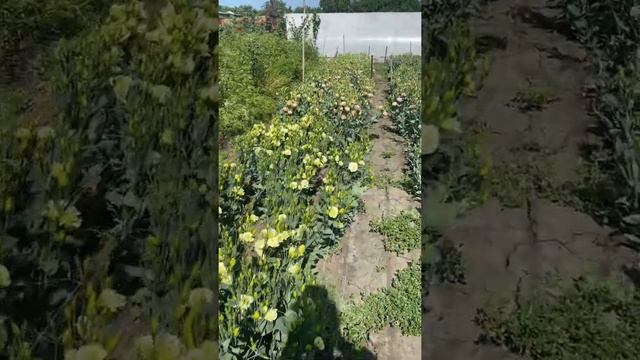 эустома для продажи смотреть онлайн