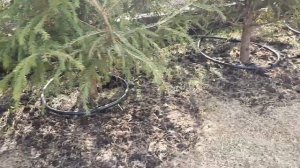 Полив елок с помощью капельного шланга