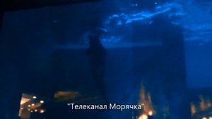 Москвариум. Касатки. Захватывающее шоу касаток в Москвариуме. Касатки в аквариуме. Москва сегодня.