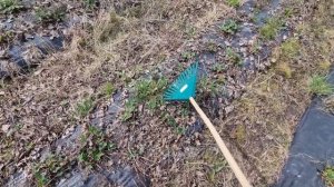 Как быстро чистить клубнику весной !