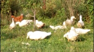 ВЫГОДНО ЛИ ВЫРАЩИВАТЬ УТОК МУЛАРДОВ. ЭКОНОМИЧЕСКИЕ ПОДСЧЕТЫ. МОЕ МНЕНИЕ