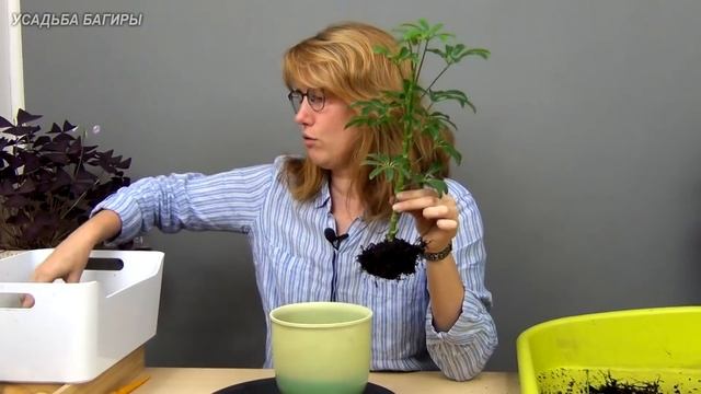 Шеффлера. Посадка и уход.