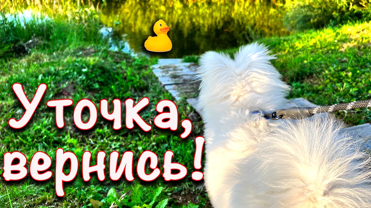 Шпиц и Утка #Shorts