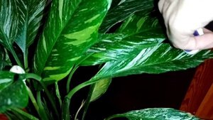 спатифиллум диамонд через пол года( spathiphyllum diamond)