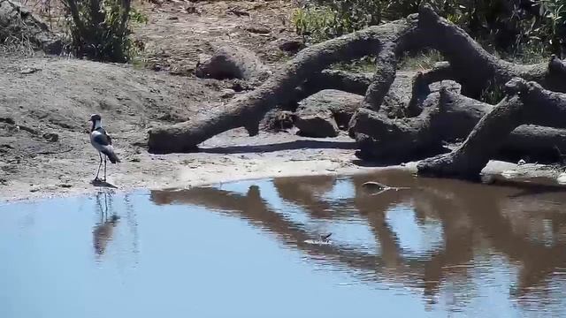 Djuma: Water Monitor Lizard - 11:57 - 10/07/19 смотреть онлайн