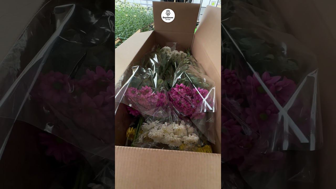 Хризантема оптом и в розницу #хризантема #цветочнаяферма #цветыоптом #цветыкраснодар