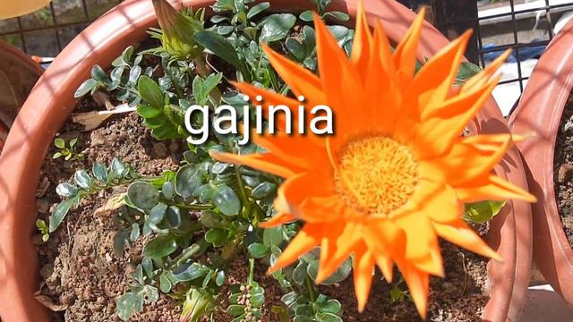 Balcony Garden Tour। Indian Balcony Makeover। How to Organise my Balcony । Priyas Gardenhub | смотреть онлайн