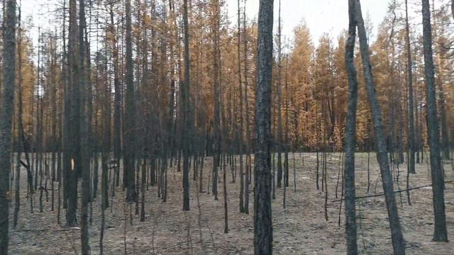 Последствия верхового пожара в Егорьевском районе Алтайского края смотреть онлайн