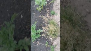 У меня  в саду нет муравьев, без отрав и ядов, муравьи уйдут сами