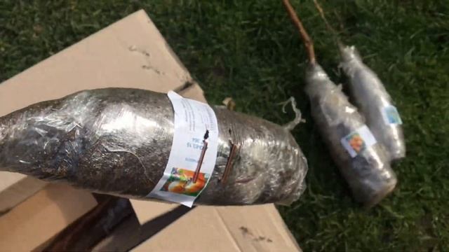 Отзыв Агромаркет (відгук) | Саджанці абрикоса, малинове дерево, голубіка і полуниця | Agro-Market.u