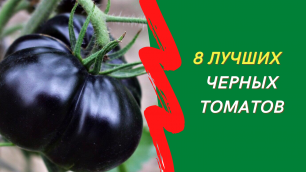 8 лучших сортов черных помидоров для открытого грунта и теплиц