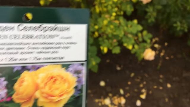 Rose Golden Celebration смотреть онлайн