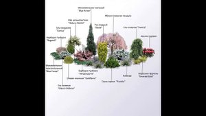 СХЕМЫ РАЗМЕЩЕНИЯ ХВОЙНЫХ РАСТЕНИЙ НА ВАШЕМ УЧАСТКЕ.