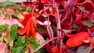 Begonia flower |Begonia pendula flower |Begonia Boliveinsis flower @mk mishra video diary