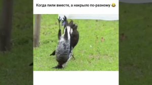 Когда пили вместе, а накрыло по-разному