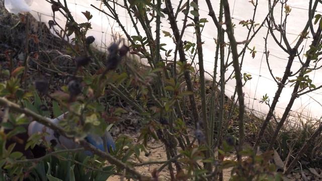 Обрезка роз остина питомник роз полины козловой, rozarium.biz Austin rose pruning, Mary rose variet
