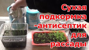 Простая сухая подкормка-антисептик для рассады. Рассада будет крепкой и здоровой без "черной ножки".