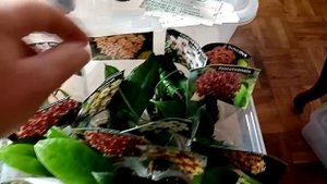 Выставка цветов. Какие цветочки приехали в Анапу.