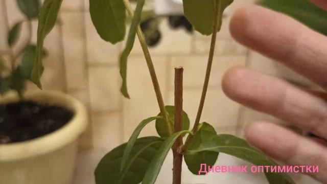 Фикус, орхидея мини, манго, фейхоа, первое цветение смотреть онлайн