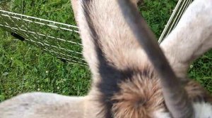 Может ли коза жить одна