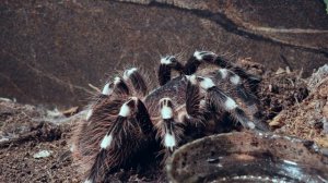 Паук птицеед Акантоскурия Геникулята(Acanthoscurria geniculata)  для новичка?