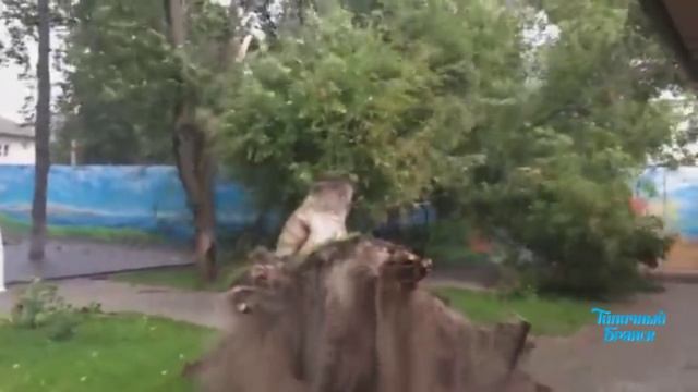 Момент падения дерева | Типичный Брянск смотреть онлайн