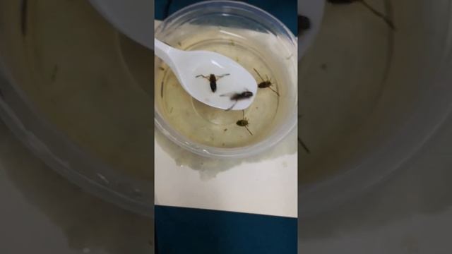 #shorts Клоп гладыш - это водяная оса и она может ужалить! смотреть онлайн