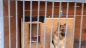 ВОЛЬЕР ДЛЯ СОБАК  НЕМЕЦКАЯ ОВЧАРКА  Aviary for a German Shepherd  Одесса