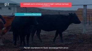 Порода крупного рогатого скота - Абердин-ангус