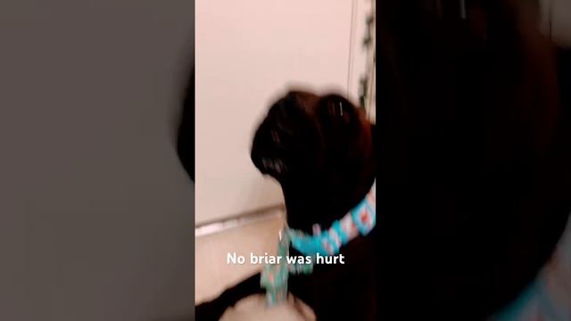 No briar was hurt #dog #funny #cute #puppy #pitbull #pets #memes #doglover