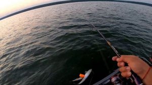 Рыбалка по судаку  на Сурском водохранилище. Монстры глубин гнут спининг
