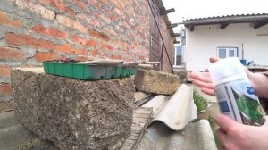 Как размножить крупноплодную шелковицу (тутовник) способом укоренения черенков во влажном торфе