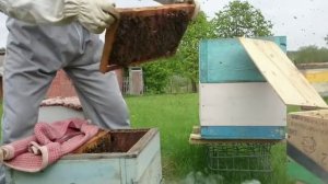 Деление семьи на пол лета Многорпусный улей