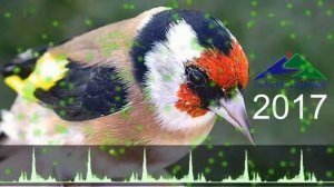 Очень красивый нащид.