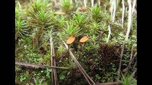 Листостебельные мхи (систематика)