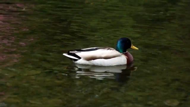 Animals and their sounds. Животные и их звуки. смотреть онлайн