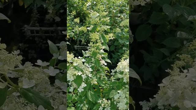 Гортензия Тардива, ЛПХ "Хочу свой сад"