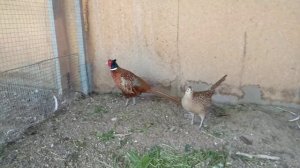 Курочки наседки для вывода Фазанят