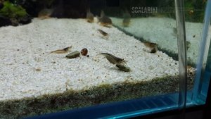 Креветки Амано. Amano shrimp. Caridina japonica