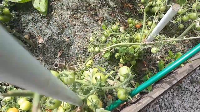 Неприятности в саду, без слез смотреть я не могу! смотреть онлайн