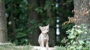 Занятие по развитию речи в средней группе