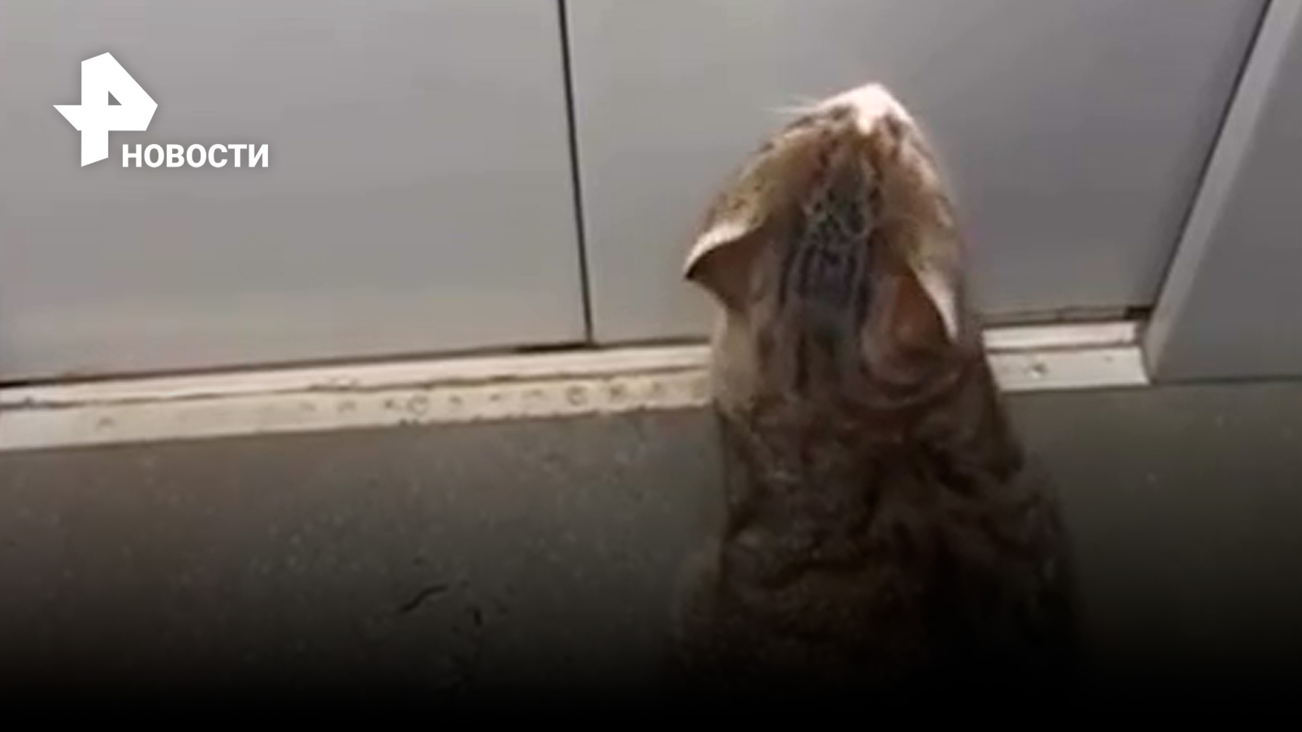 "Четвертый - коту, пятый - нам": Томас ездит домой на лифте благодаря дружбе с соседями