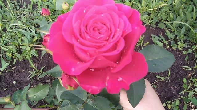 Розы в июне!Майзер фастнах, Омбре Парфет,Янг Люсидас, Панама, Кейт, Патиенс, Керио! смотреть онлайн