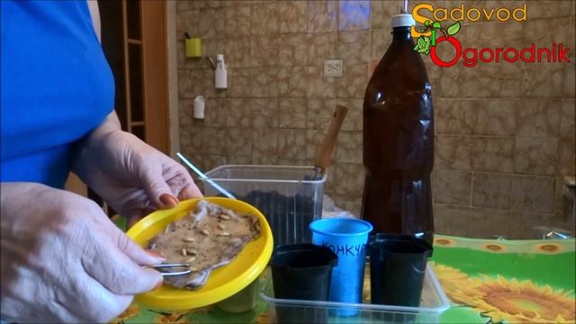 Рассада огурцов в стаканчиках: посадка семян и выращивание рассады в домашних условиях.