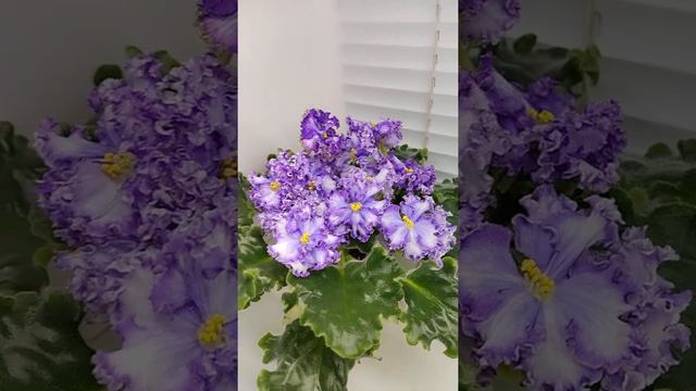 Фиалка АВ-Озерная Фея смотреть онлайн