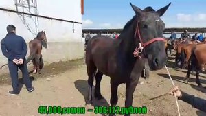 ЛОШАДЬ " АСПБОЗОРИ ДУШАНБЕ АНА НАРХИ АСПА БИНЕД апреля 2021 г.