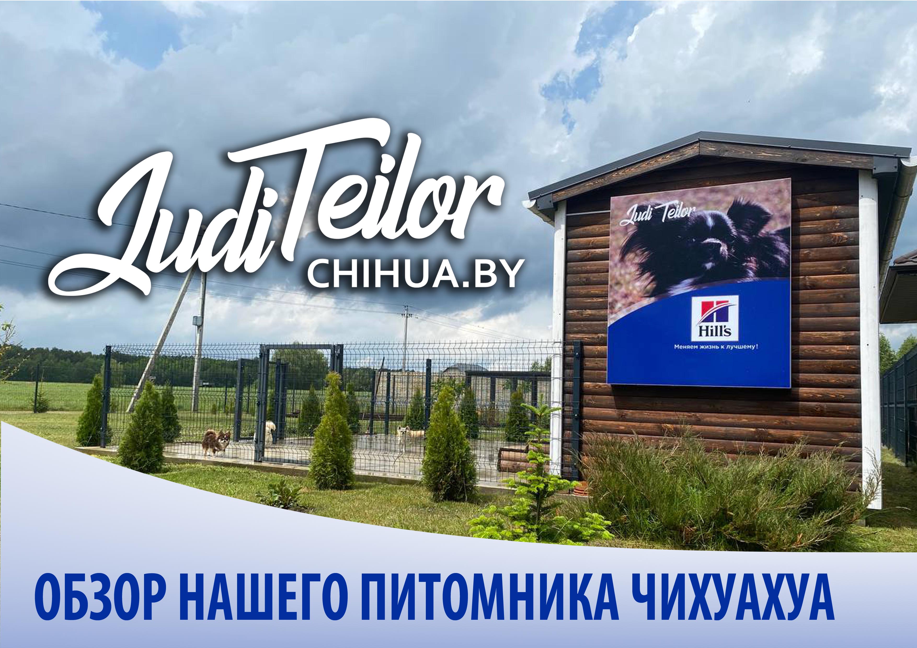 Питомник чихуахуа Беларусь JudiTeilor FCI, обзор нашего питомника чихуахуа 07.06.2022 г. Купить щенк