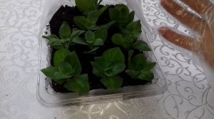 ВЯНУТ ЧЕРЕНКИ ПЕТУНИИ.НЕ СПЕШИТЕ ВЫКИДЫВАТЬ. НАХОДИМ ПРИЧИНУ.ПРИНИМАЕМ  МЕРЫ, ЧТОБЫ ИХ ОЖИВИТЬ.