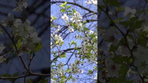 Японские вишни   "Аптекарский огород"  @user-ht9cu3us5n